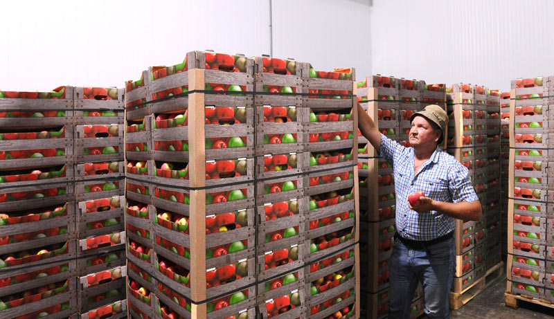 Помощь в приобретении оборудования для фруктохранилища оказал сельхозкооператив./ Фото Ивана Журавлева.